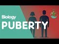 Puberty And The Hormones Involved Physiology Biology FuseSchool