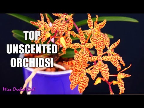 10 Awesome Orchids that don't have a fragrance!