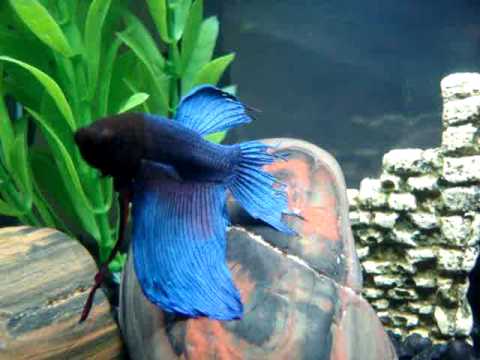 betta fish tail biting