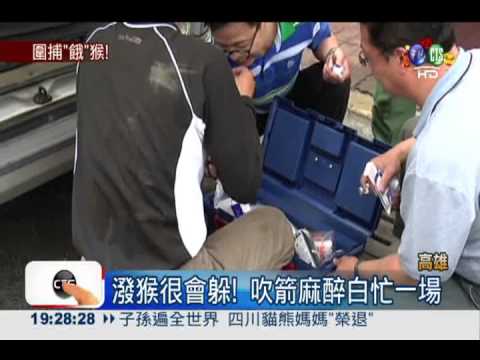 柴山獼猴撒潑 餓闖鬧區便當店