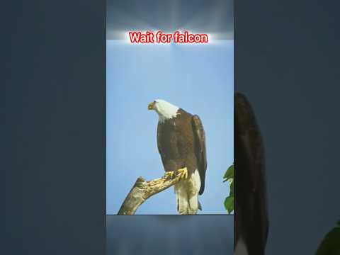 (the best) peregrine falcon vs Bald eagle