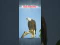 The Best Peregrine Falcon Vs Bald Eagle