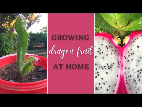 How I Grew Dragon Fruit Plants From seeds #dragonfruitseeds