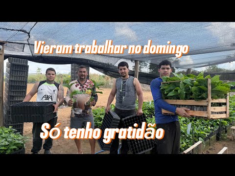 Falaram para os mineiros que tinha muito café. Mais na hora de painha não tinha café nein um 