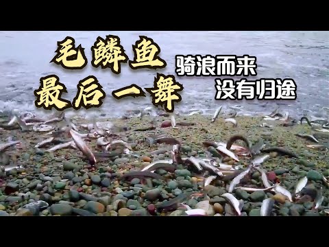有鱗魚種類