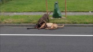 Seattle police kill dog For licensing and usage,  licensing@viralhog.com