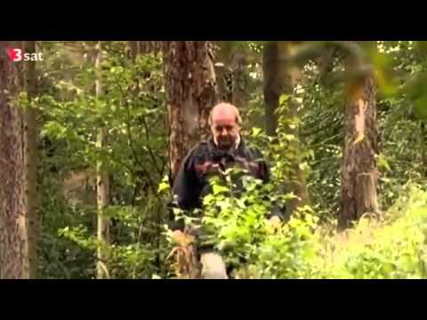Unser Wald in 100 Jahren   Förster mit Weitblick Doku über den Wald in 11 Jahren Teil 1
