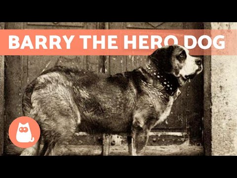 The Mountain Rescue HERO DOG 🐶🏔️ The Story of BARRY