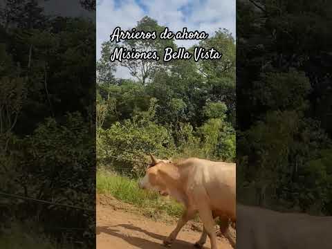 Arrieros de Bella Vista, Cerro Corá, Misiones, Argentina, 2024