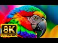 ANIMALS LOVELY MOMENTS 8K 60FPS ULTRA HD With Relaxing Music Colorfully Dynamic