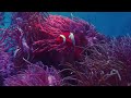 Aquarium 4K VIDEO (ULTRA HD) 🐠 Sea Animals With Relaxing Music - Rare \u0026 Colorful Sea Life Video