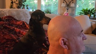 Dachshunds Licking Daddy's Bald Head