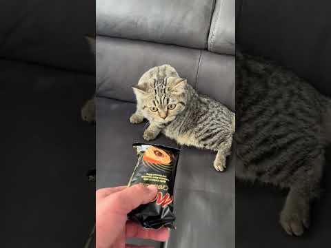 Ich kann dir das nicht geben! #cat #katze #abonnieren #kitten #katze #subscribe #kitten #kitty