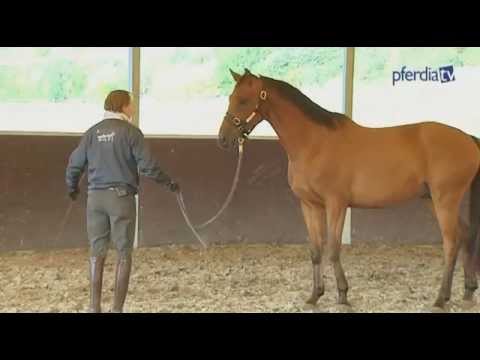 First steps with a young horse - tips for groundwork | Stefan Schneider