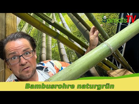 Natur pur: Bambusrohr naturgrün 💚🎋
