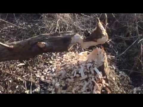 Biber im Kreis Kassel: Hier hat er Bäume angefressen und gefällt