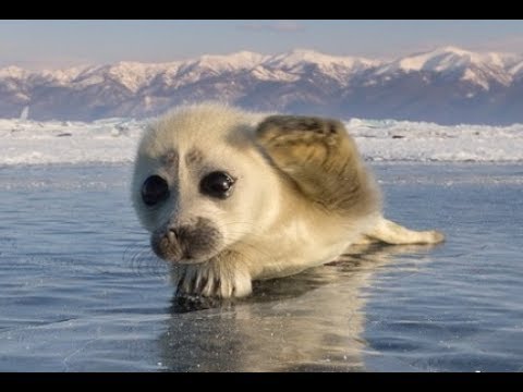 Esses filhotes do mundo selvagem te farão suspirar de fofura