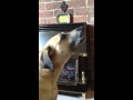 Barney Singing Again