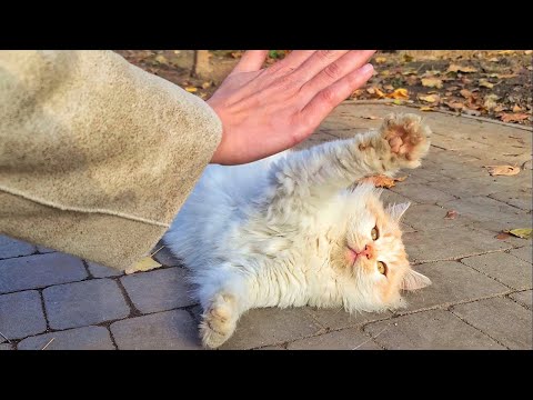 Smartest Stray Cat Gives Me High Five and Asks to Take Him Home
