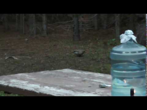 Sharp-tailed grouse wandered through our campsite.