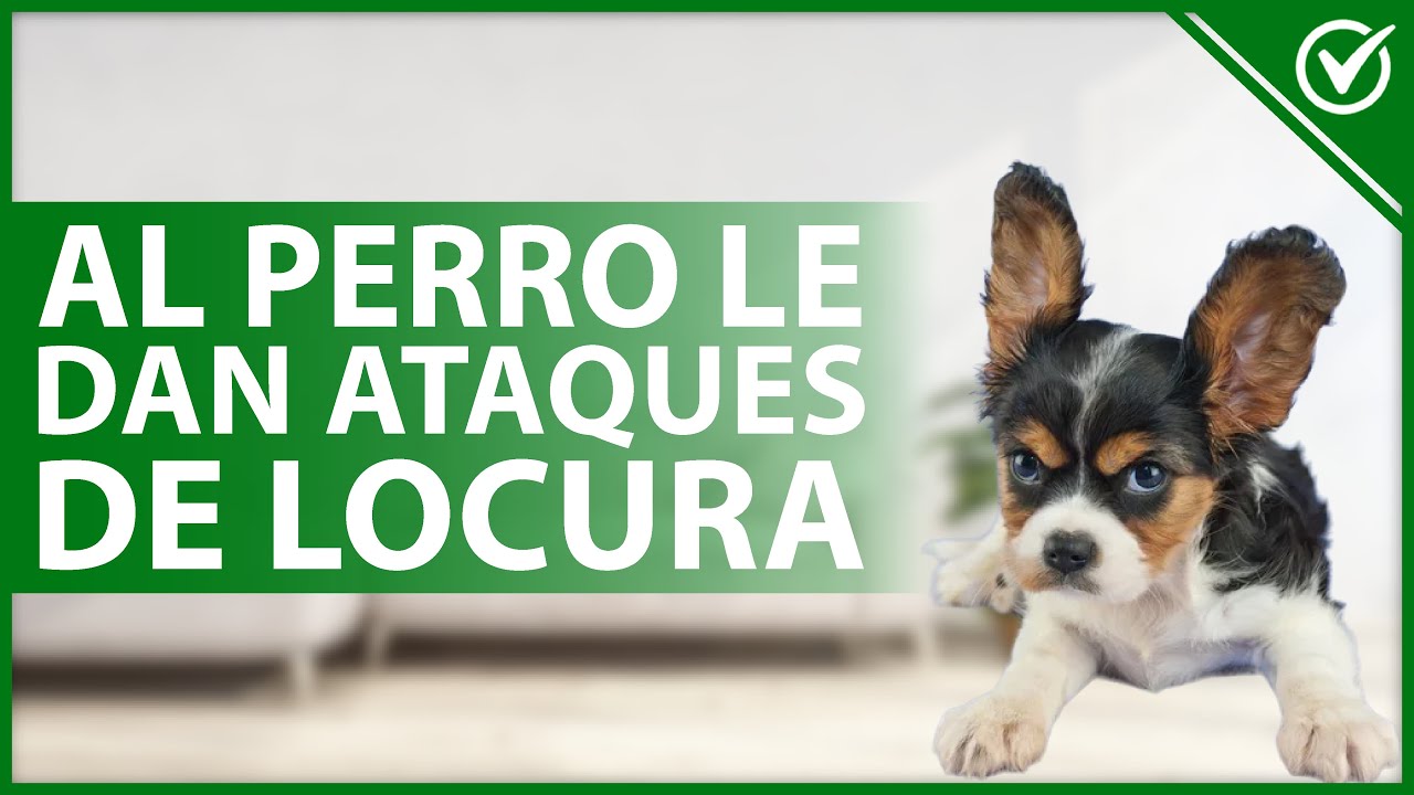 Watch 🐶 ¿Por qué a mi perro le dan ATAQUES de LOCURA y cómo calmarlo 🤪🐶 Now 🐶 ¿Por qué a mi perro le dan ATAQUES de LOCURA y cómo calmarlo 🤪🐶