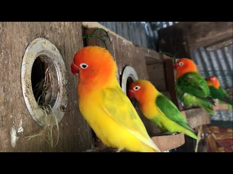 Lovebird Sounds | 3 Hour Lovebirds Sounds ❤️ 🦜#lovebirds #parrotlover #birdsounds