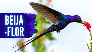 BEIJA-FLORES - Uma Ave Cheia de Curiosidades!