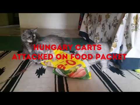 Hungry cats attacked on food packet.