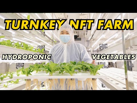 Turnkey Hydroponic Farms