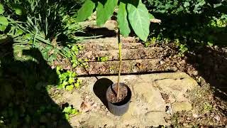 Hass Avocado Growing Update - And A Surprise Avocado!