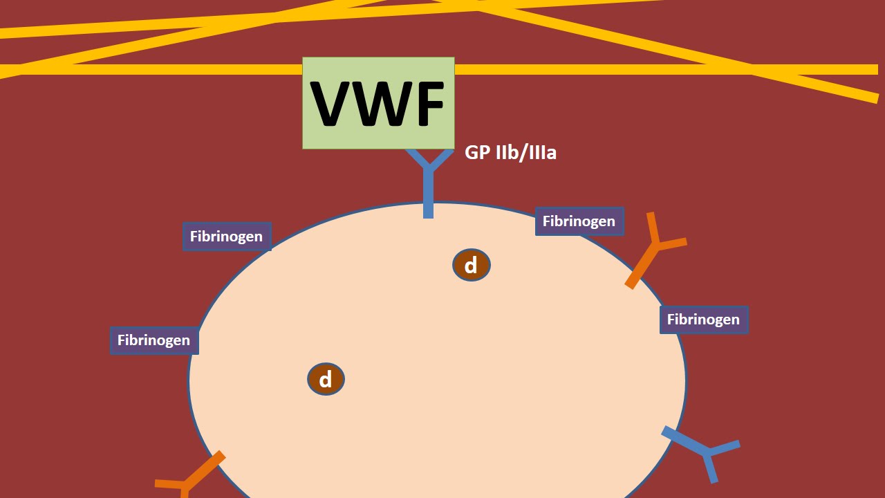Platelets and Von Willebrand Factor animation