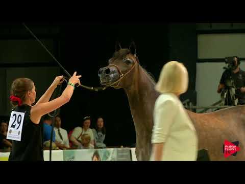 N 29 AGMAL SHARAH   Wels 2019   Fillies 2 years old Class 3