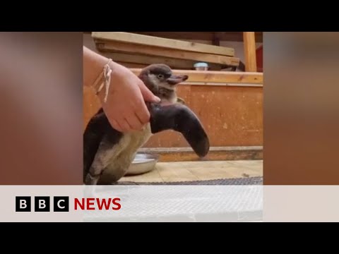 Video | Penguin who lost her waddle saved by keepers | BBC News