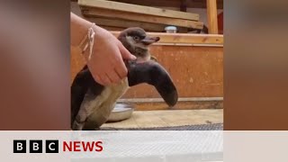 Penguin who lost her waddle saved by keepers | BBC News gameplay video by crystallee, 2:23 duration