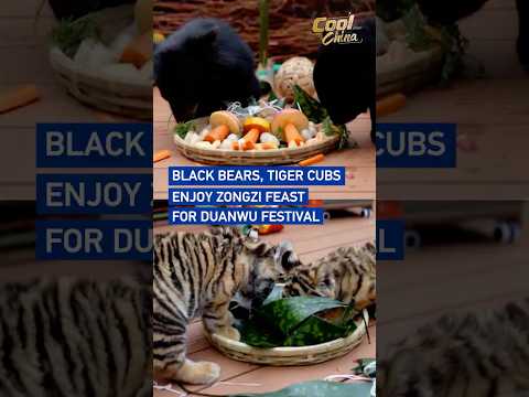 Black bears, tiger cubs enjoy zongzi feast for Duanwu Festival #coolchina