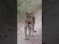 The Cost Of Doing Business #natureismetal #keepnaturemetal #lioness