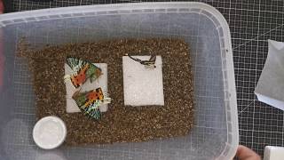 How to pin butterflies Step #1 Schmetterlinge Aufweichen Entomologie/Mounting/Präparation