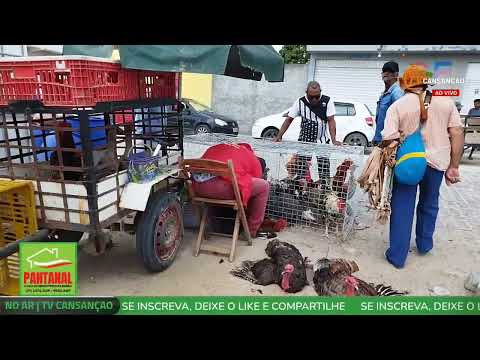 AO VIVO | Feira de Galinhas de Cansanção Bahia | 8/12/2025 - TV CANSANÇÃO