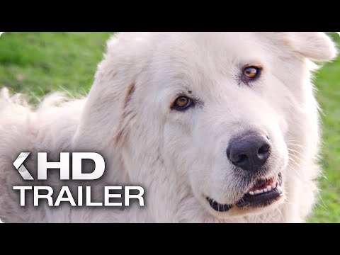 Trailer-Vorschau: Oddball - Retter der Pinguine