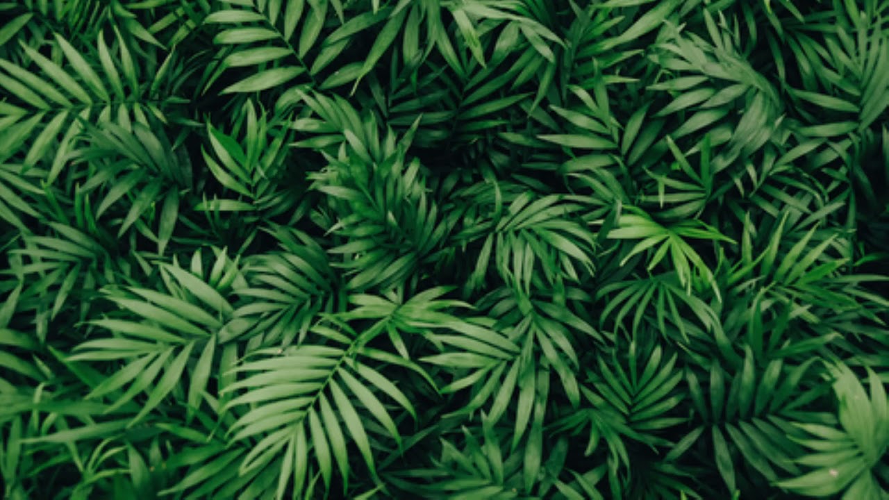 Kamara ft Kuya Kehj & Butch - BUHOS BIYAYA