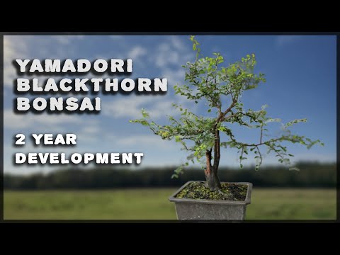 Blackthorn yamadori bonsai 2 year development Pt.1