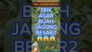 Download lagu CORN BECOMES BIG mp3