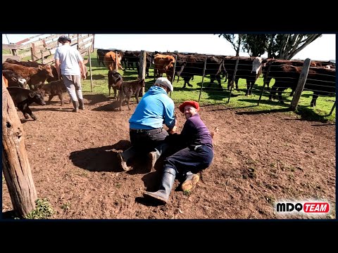 TIEMPO DE YERRA EN EL CAMPO #vidacampestre