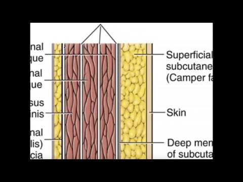 Major Muscles and Structures in the Anterior Abdominal Wall