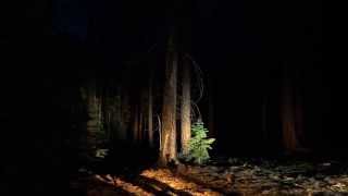 Bear Release, Lake Tahoe Black Bears, two young cubs - Oct. 21, 2013 6:51 pm