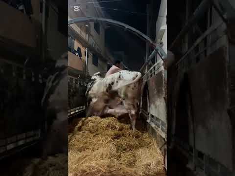 Dangerous Unloading of 2026 - Angry Bull - Khatarak Bachra #shorts