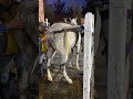 Best Wild Horses Mare Compilation Of Some Wild Horse Fights Video 257