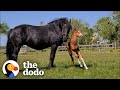 Horse Mother Who Lost Her Baby Adopts A Foal As Her Own The Dodo Faith Restored