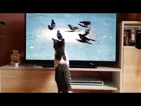 What Are They Watching? Animals React to TV