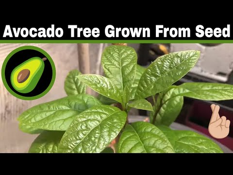 Avocado Tree Grown From Seed, 38 Months - We Have A...